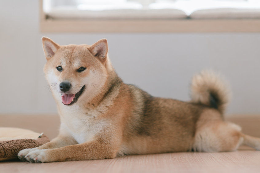 Shiba Inu steigt mehr als 47 % nach Coinbase Pro Listung