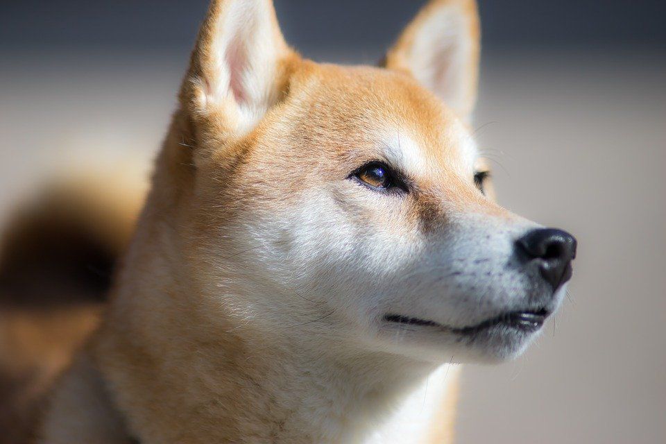 Floki-Preis mehr als verdoppelt, nachdem Musk ein Foto seines Shiba Inu veröffentlicht