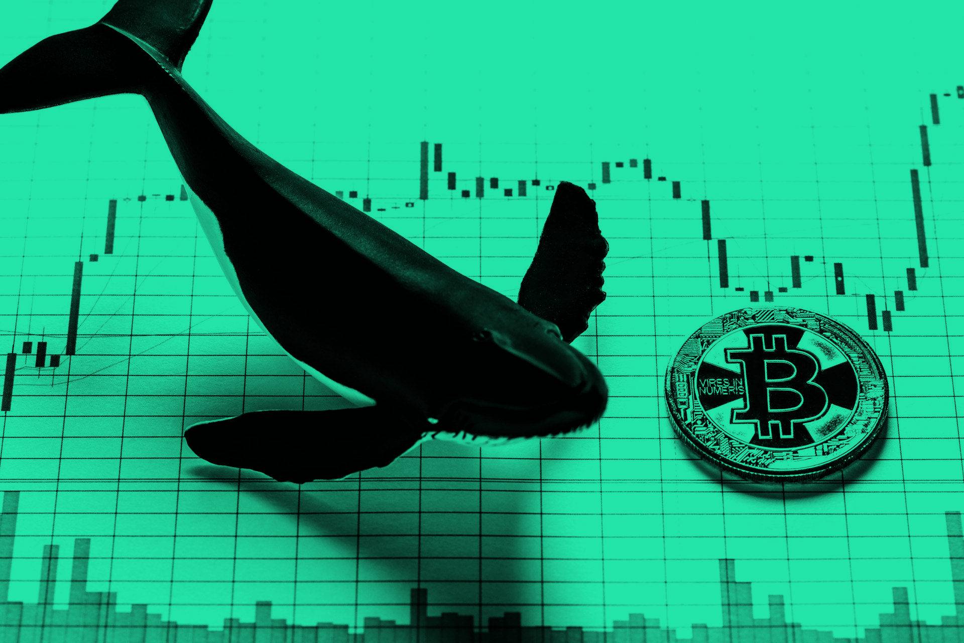 Bitcoin Whale Alarm: BTC Whales bewegen fast 35.000 BTC in nur 10h