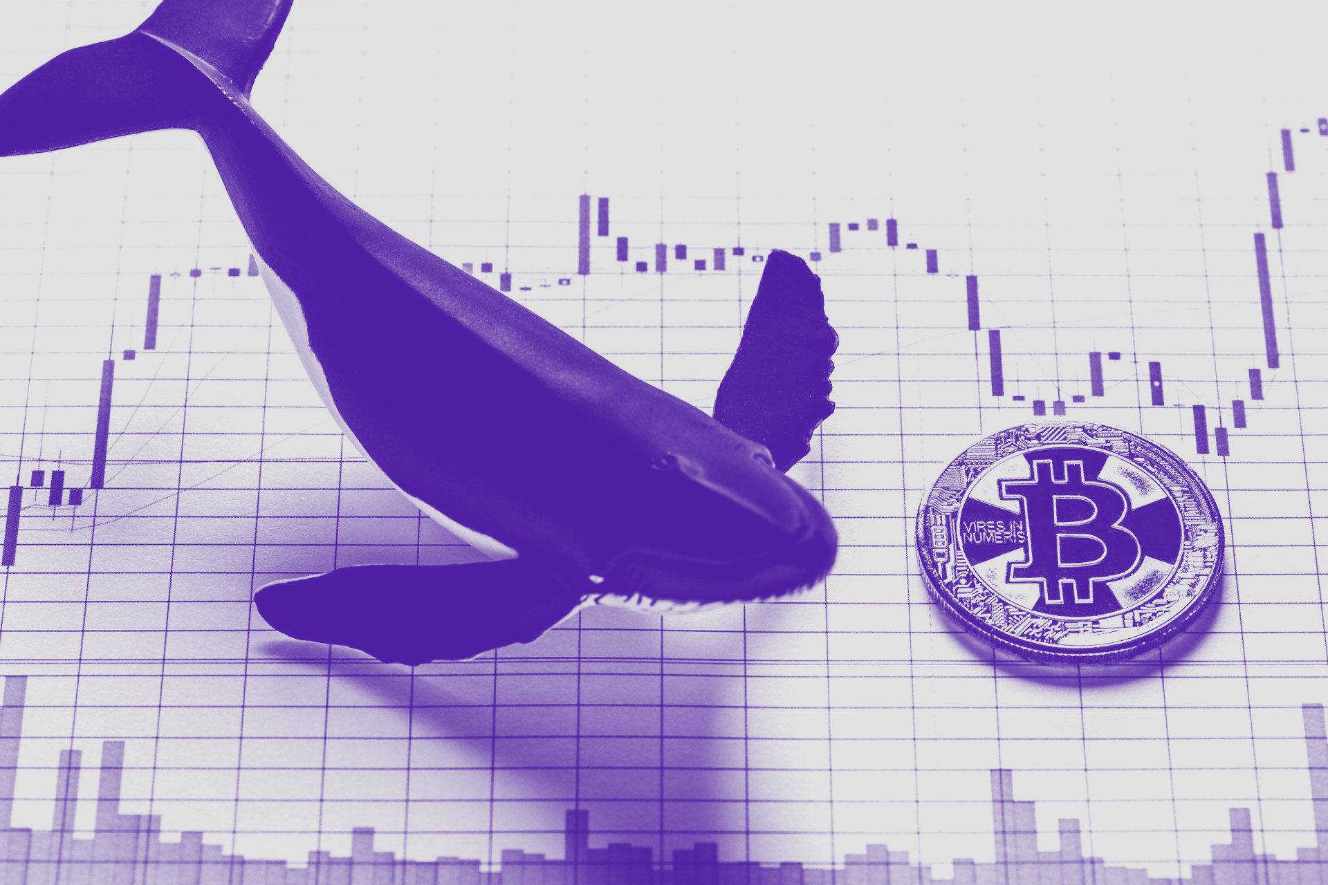 Bitcoin Whale Alarm: Whale transferiert 60 Mio. $ in BTC auf Bitfinex – Dump Gefahr?