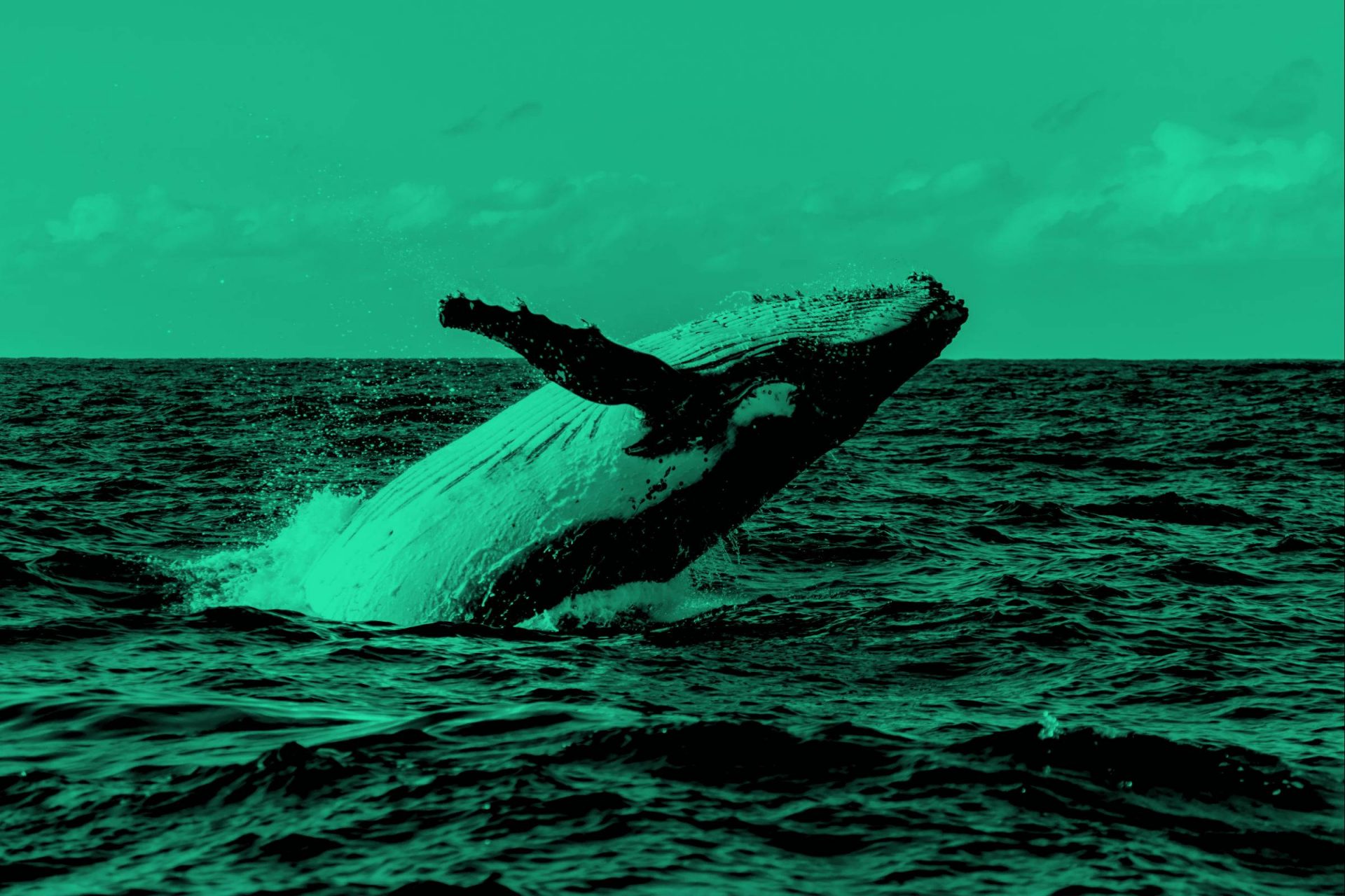 Bitcoin Whale Alarm: Whale verschleiert 18.797 BTC – Wo geht die Reise hin?