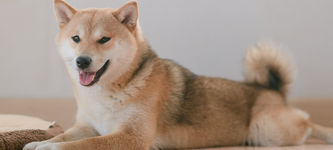 Shiba Inu steigt mehr als 47 % nach Coinbase Pro Listung