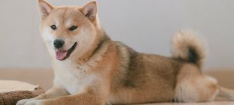 Shiba Inu Kurs-Prognose: Ein Muster deutet auf Preisanstieg hin