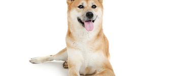 Shiba Inu steht im Mittelpunkt der Kampagne eines Senatskandidaten