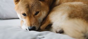 Bezoge Earth: Sollte man diesen Dogecoin und Shiba Inu Killer kaufen?