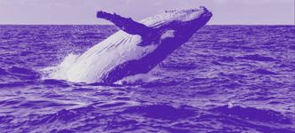 Bitcoin Whale Alarm: Massive Bewegungen von fast 83.000 BTC (ca. 870 Mio. USD) in nur 7 Stunden