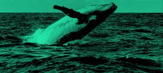 Bitcoin Whale Alarm: Whale verschleiert 18.797 BTC – Wo geht die Reise hin?