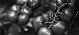 Tomarket Airdrop: Wie man an der Verteilung der TOMATO Token teilnimmt