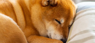 Meme-Coins: Dogelon Mars, Dogecoin, Baby Doge, Floki Inu haben eine schwierige Zeit vor sich