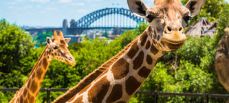 Australia Zoo startet ein NFT-Projekt