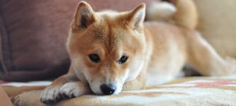 Shiba Inu Kurs vor starkem Anstieg: $1-Marke bleibt jedoch unerreichbar