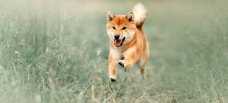 Shiba Inu Kurssturz: Sollten Anleger jetzt SHIB verkaufen?