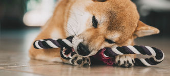 Shiba Inu Kurs Prognose: Wie tief kann SHIB fallen?