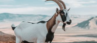 SOL Meme-Coins: Goatseus Maximus mit Kursanstieg um 122% unter Top 100 Kryptowährungen