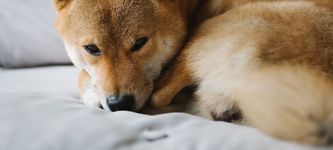 Shiba Inu Kurs-Prognose: Die wichtigsten Gründe, warum SHIB im Begriff ist, zu steigen