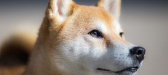 Shiba Inu Kurs nähert sich dem Ausbruch in der Hoffnung auf SHIB ETF Einreichung