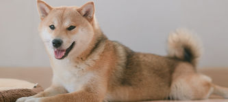 Shiba Inu steigt mehr als 47 % nach Coinbase Pro Listung