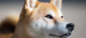 Shiba Inu auf dem Vormarsch – Ist es jetzt an der Zeit, SHIB zu kaufen?