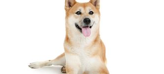 Shiba Inu (SHIB) und Dogecoin (DOGE): Was steckt hinter Anstieg?