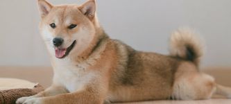 Shiba Inu Kurs-Prognose: Ein Muster deutet auf Preisanstieg hin