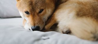 Public führt Shiba Inu Coin ein und erweitert damit sein Krypto-Angebot