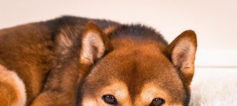 Der Anstieg des Shiba Inu Coins erhöht die Nachfrage nach Shiba-Welpen