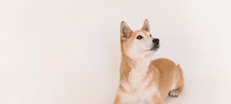 Shiba Inu überholt AVAX & Chainlink: Schon Platz 12 weltweit