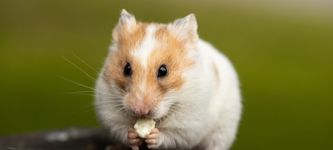 Ein Kryptohandel-Hamster übertrifft Warren Buffet