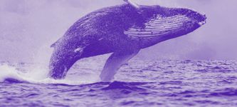 Bitcoin Whale Alarm: 9.200 BTC auf Bitfinex und Binance für den nächsten Dump?