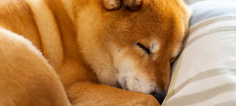 Shiba Inu Kurs-Prognose: SHIB ist mehr als nur ein Meme