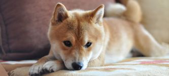 Shiba Wal verkauft Token und beschleunigt Kurssturz: Wie geht es weiter?