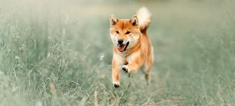 Shiba Inu Kurssturz: Sollten Anleger jetzt SHIB verkaufen?