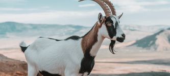 SOL Meme-Coins: Goatseus Maximus mit Kursanstieg um 122% unter Top 100 Kryptowährungen