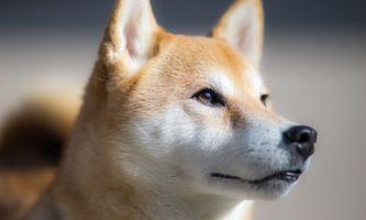 Shiba Inu Prognose: Shibarium überschreitet 100-Millionen-Marke