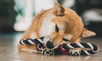 Shiba Inu Kursvorhersage bei sinkendem Volumen und Open Interest