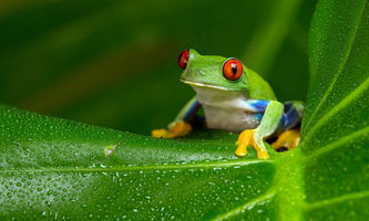 Pepe Coin Kurssturz und der 7,1 Milliarden Dollar Wipeout erklärt