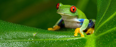 Popcat Soars to New ATH as Investors Eye Solciety