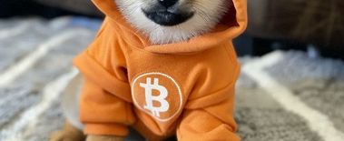 Popcat Soars to New ATH as Investors Eye Solciety