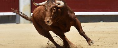 Popcat Soars to New ATH as Investors Eye Solciety