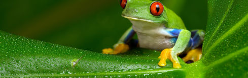 Pepe Coin Kurssturz und der 7,1 Milliarden Dollar Wipeout erklärt