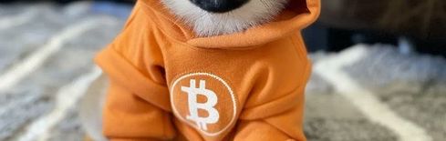 $DOG-Memecoin visiert Coinbase-Listing an – nach Binance-Aus