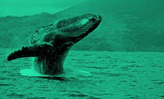 Crypto Whale im Meer
