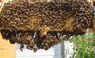 Offener Bienenstock