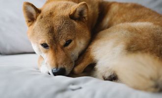 Bezoge Earth: Sollte man diesen Dogecoin und Shiba Inu Killer kaufen?