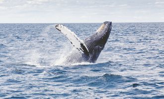 Ethereum Wale verlagern mehr als 1 Milliarde US-Dollar