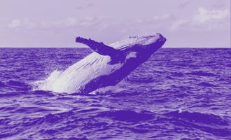 Bitcoin Whale Alarm: 18.000 BTC vs. 60 Mio. Tether - Pump oder Dump, was kommt als nächstes?