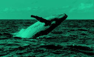 Bitcoin Whale Alarm: Whale verschleiert 18.797 BTC - Wo geht die Reise hin?