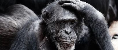 Entwickler von Evolved Apes NFT verschwindet und stiehlt 2,7 Millionen Dollar