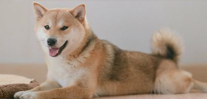 Shiba Inu Preis Prognose: SHIB steigt parabolisch. Wie geht es weiter?