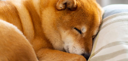 Shiba Inu Kurs-Prognose: SHIB-Rallye lässt nach
